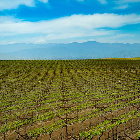 Vast farmland in Central California with minimal vegetation