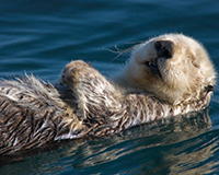 Southern sea otter (Enhydra lutris nereis) in Morro Bay, California, photo by Mike Baird, licensed under the Creative Commons Attribution-Share Alike 2.0 Generic license.
